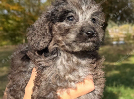 Cockapoo puppies ready to go