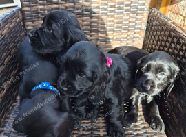 Stunning cocker spaniel puppies