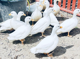 2 White Call ducks X White Mallard Ready now, I believe they are a pair, one male and one female