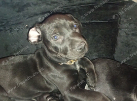 Rare Chinese Red Dog Cross Puppies - Both Parents Seen