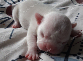 Pups for sale