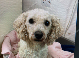 HANDSOME POODLE, CHARLIE