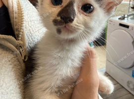 Kittens