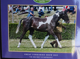 VH Secret Symphony coloured filly