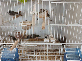 20 zebra finch  as job lot