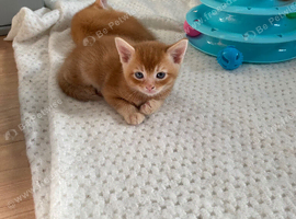 5 beautiful kittens for sale