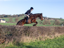 HORSES WANTED - SPORTS HORSES & THOROUGHBREDS
