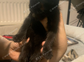 Kittens for sale