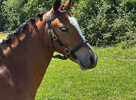 Stunning 2yo section A gelding
