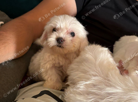 Maltese puppy boys only