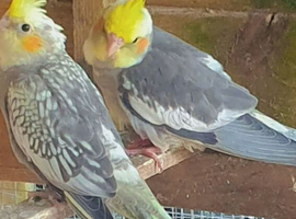*3 sold*8 weeks old baby cockateils