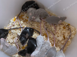 Male available mice
