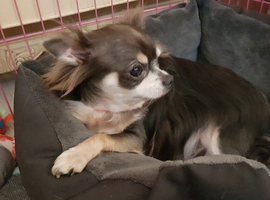 Looking for Long-Haired Tri/Black/Brown Girl, Puppy up to 3 yrs.