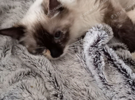 Ragdoll looking for a forever home