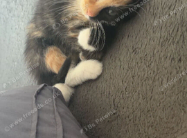 Calico kitten