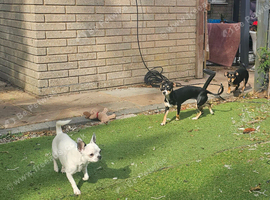 Chihua x dachs 1year