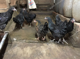 16 Week Old POL Black Rocks Available
