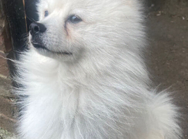 Beautiful white male