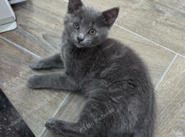 2 beautiful kittens