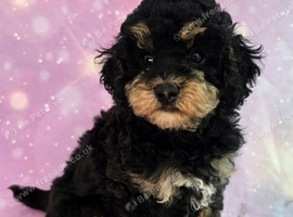 Ready for forever homes