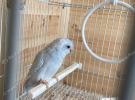 Parrotlet hen for sale