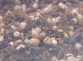 African land snail babies free