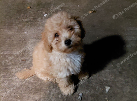 Poochoon pup
