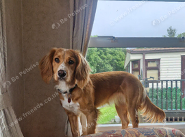 Cocker spaniel bitch