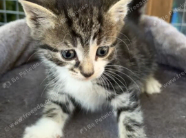 Kitten looking for her forever home