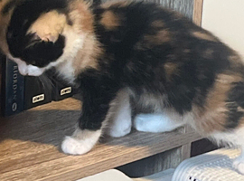 A calico girl,ginger boy,black girl for sale