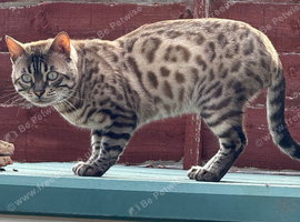 Beautiful bengal kittens