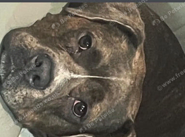Presa Canario