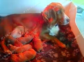 Excellent cockerpoo puppies