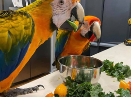 Blue & Gold Macaw &ndash; UK (Hand-Reared, Premium Companion)