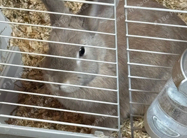 FEMALE RABBIT
