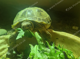 Horsefield female 1 year old