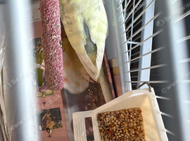 Female budgie for sale 2yrs