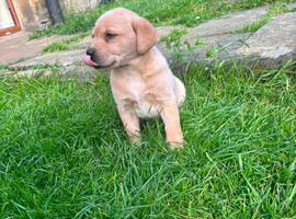 Strong confident yellow Labrador pups