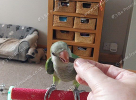 Hand tame 10 weeks old male quacker parrot