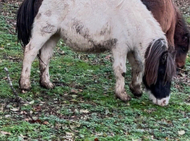 Piebald yearling colt