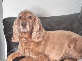 Beautiful kc gold cocker spaniel bitch