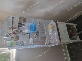 2 budgies