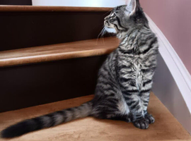 Maine Coon stud wanted for half Maine Coon girl