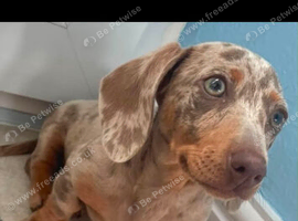 Miniature Dapple dachshund
