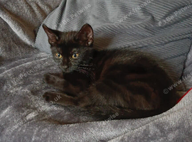 Female kitten