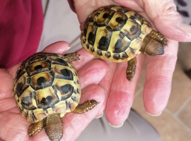 Baby Mediterranean Hermanns & Spur Thigh Tortoises with full set-up