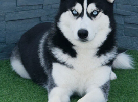 Siberian husky stud