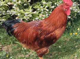 Rooster for new home