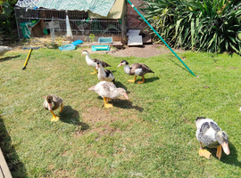 Muscovy males