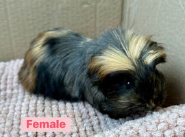 Young Guinea pigs